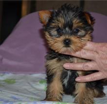 Puppies for sale yorkshire terrier - Italy, Florence