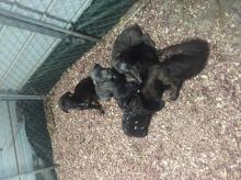 Puppies for sale , cane consor - United Kingdom, Manchester