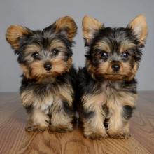 Puppies for sale yorkshire terrier - Belarus, Brest