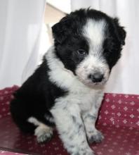 Puppies for sale australian shepherd - Ukraine, Lugansk