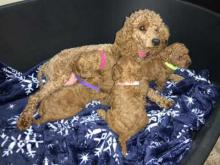 Puppies for sale miniature poodle - Bulgaria, Pleven
