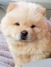 Puppies for sale chow chow - Finland, Pori