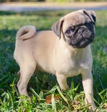 Puppies for sale pug - Greece, Larissa