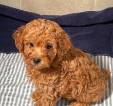 Puppies for sale poodle - Malta, Valletta