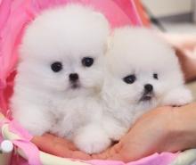 Puppies for sale pomeranian spitz - Greece, Athens