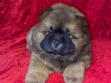 Puppies for sale chow chow - Ireland, Cork. Price 10 €