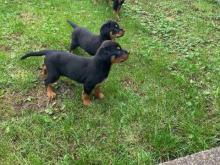 Puppies for sale rottweiler - Luxembourg, Luxembourg. Price 10 €