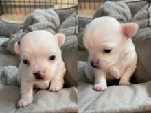 Puppies for sale chihuahua - Netherlands, Eindhoven