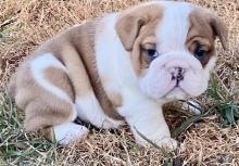 Puppies for sale english bulldog - Estonia, Sillamyae