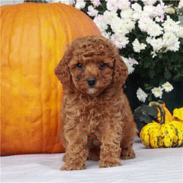 Puppies for sale toy-poodle - Netherlands, Groningen