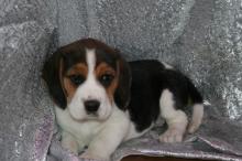 Puppies for sale beagle - Cyprus, Paphos