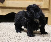 Puppies for sale , havapoo - Belgium, Charleroi