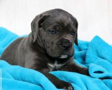 Puppies for sale other breed, cane corso - Ireland, Dublin