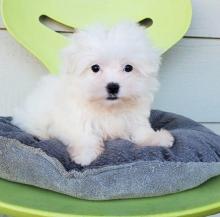 Puppies for sale maltese - USA, Maine