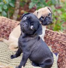 Puppies for sale pug - Uzbekistan, Bukhara