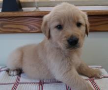 Puppies for sale golden retriever - Turkmenistan, Turkmenabad