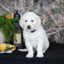 Puppies for sale golden retriever - Netherlands, Petten