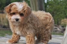 Puppies for sale other breed, maltipoo - Poland, Gdansk