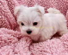 Puppies for sale maltese - Lithuania, Rokiskis
