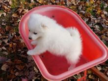 Puppies for sale , a eskimo - Slovakia, Cheb