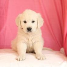 Puppies for sale golden retriever - Netherlands, Hurley