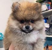 Puppies for sale pomeranian spitz - Kyrgyzstan, Bishkek