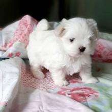 Puppies for sale maltese - Ireland, Dublin