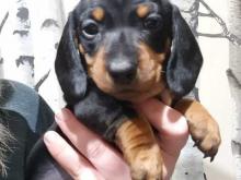 Puppies for sale dachshund - Estonia, . Price 11 €