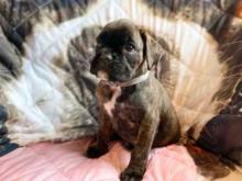 Puppies for sale boxer - Bulgaria, Stara Zagora