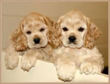 Puppies for sale cocker spaniel - Belgium, Bruges