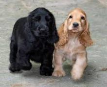 Puppies for sale cocker spaniel - Ukraine, Chernihiv