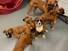 Puppies for sale boxer - Austria, Vienna. Price 10 €