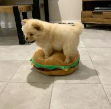 Puppies for sale chow chow - Germany, Cologne