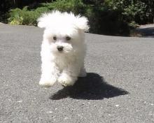 Puppies for sale maltese - Poland, Chorzow