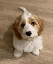 Puppies for sale , cavapoo - Sweden, Malmo