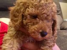 Puppies for sale toy-poodle - Cyprus, Limassol