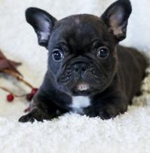 Puppies for sale french bulldog - Canada, Ontario, Ottawa–Gatineau