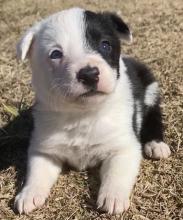 Puppies for sale border collie - Ireland, Dublin