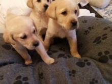 Puppies for sale labrador - Ireland, Cork