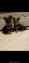 Puppies for sale yorkshire terrier - Cyprus, Nicosia. Price 11 €