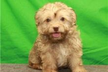 Puppies for sale havanese - Russia, Barrow