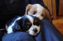 Puppies for sale king charles spaniel - Netherlands, Venlo