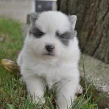 Puppies for sale , pomsky - United Kingdom, Birmingham