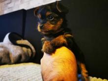 Puppies for sale yorkshire terrier - Sweden, Malmo. Price 11 €