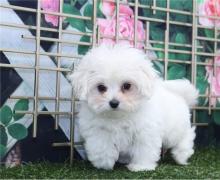 Puppies for sale , maltipoo - Lithuania, Lazdijai