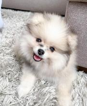 Puppies for sale pomeranian spitz - Portugal, Aveiro