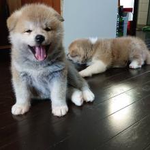 Puppies for sale akita - Netherlands, Harlem