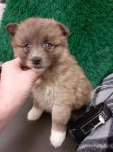 Puppies for sale , pomsky - Austria, Graz