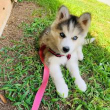 Puppies for sale , siberian husky - Portugal, Port