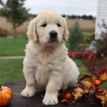 Puppies for sale golden retriever - Portugal, Aveiro